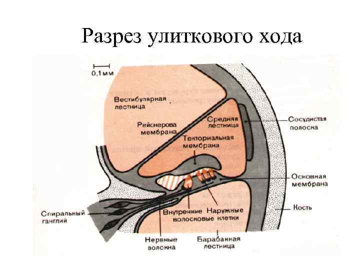 Разрез улиткового хода 