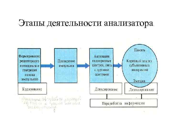 Этапы деятельности анализатора 