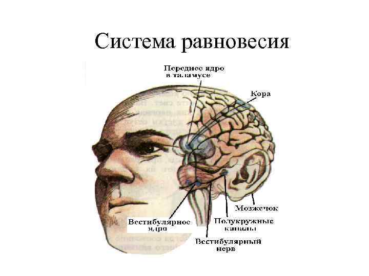 Система равновесия 