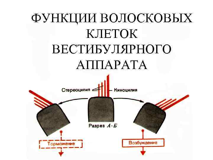 ФУНКЦИИ ВОЛОСКОВЫХ КЛЕТОК ВЕСТИБУЛЯРНОГО АППАРАТА 