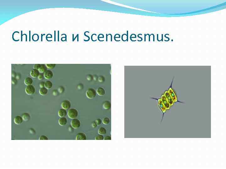 Chlorella и Scenedesmus. 