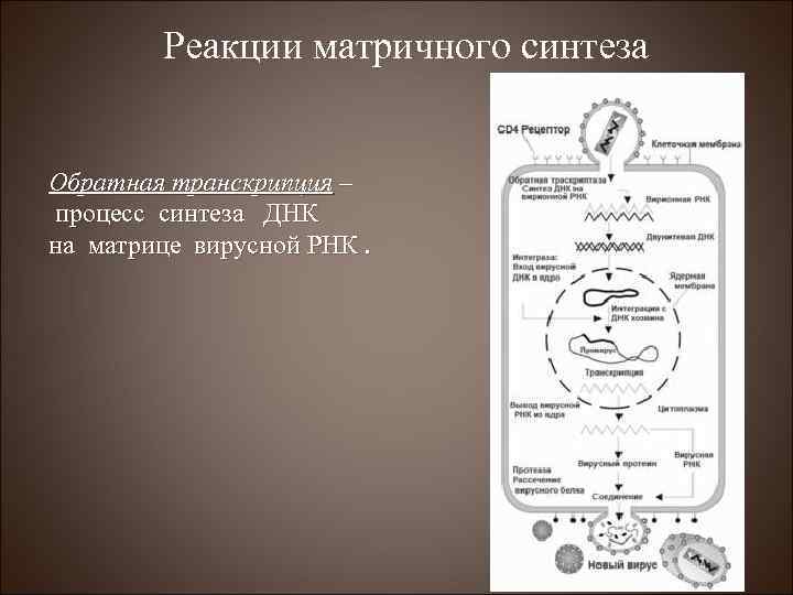 Реакции матричного синтеза Обратная транскрипция – процесс синтеза ДНК на матрице вирусной РНК. 