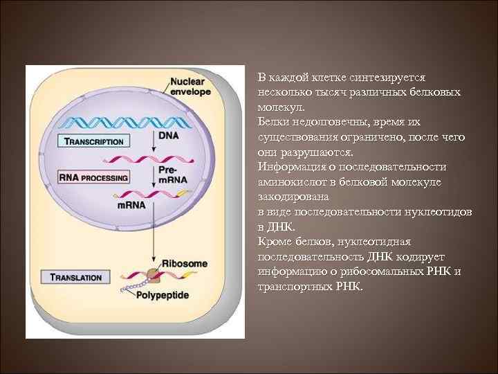 В каждой клетке синтезируется несколько тысяч различных белковых молекул. Белки недолговечны, время их существования