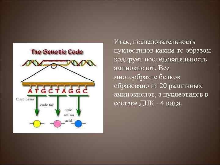 Итак, последовательность нуклеотидов каким-то образом кодирует последовательность аминокислот. Все многообразие белков образовано из 20