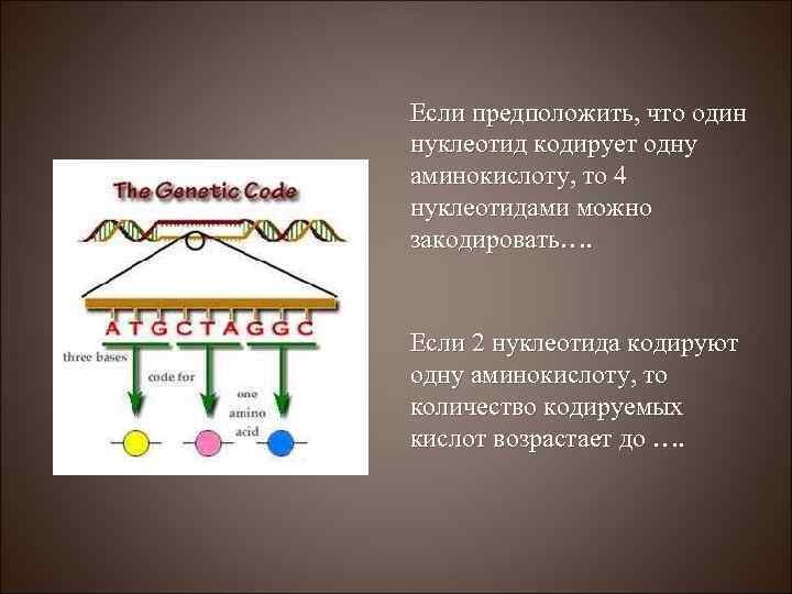 Если предположить, что один нуклеотид кодирует одну аминокислоту, то 4 нуклеотидами можно закодировать…. Если