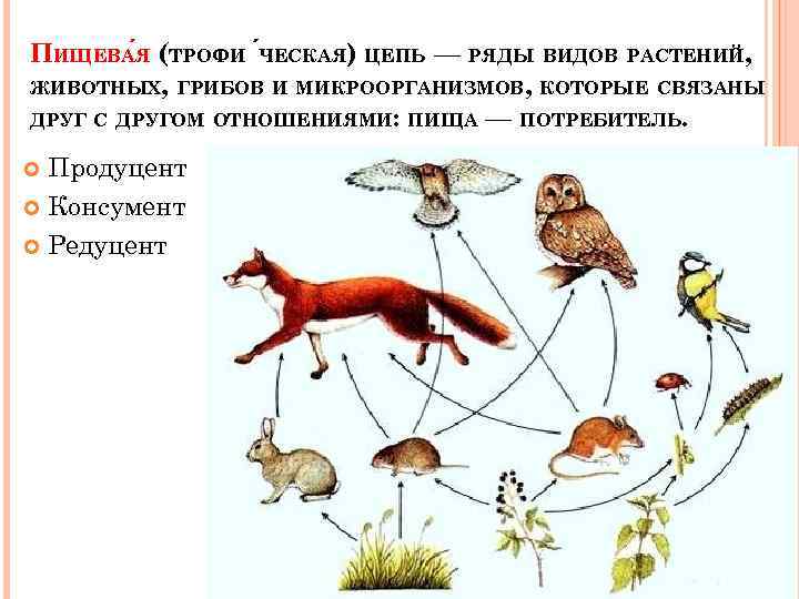 Цепь консументов. Пищевая цепь питания редуценты консументы. Цепь питания консументы редуценты. Цепочка питания с продуцентами консументами редуцентами. Цепи сети питания редуценты консументы продуценты.