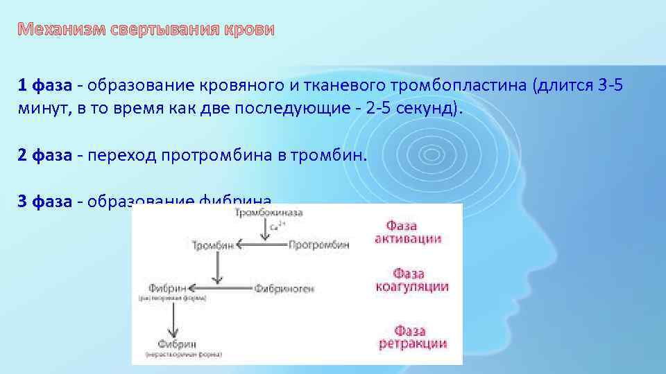 Первая фаза вторая фаза. Механизм свертывания крови фазы. Механизм свертывания крови 3 фазы. Схема свертывания крови 1 2 3 фаза. Механизм свертывания крови 1 фаза.