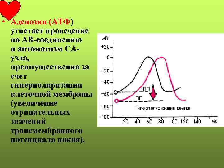 РКНПК Москва • Аденозин (АТФ) угнетает проведение по АВ-соединению и автоматизм САузла, преимущественно за