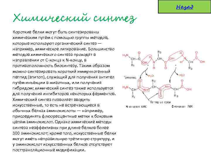 Химические процессы белков