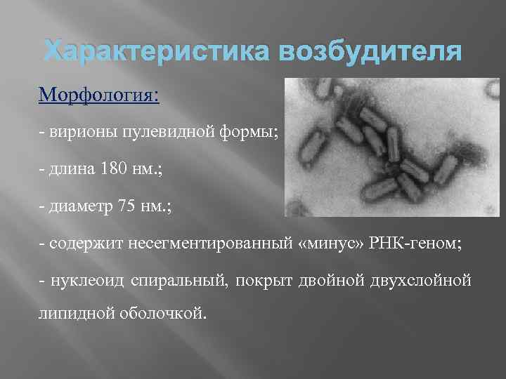 Характеристика возбудителя Морфология: - вирионы пулевидной формы; - длина 180 нм. ; - диаметр