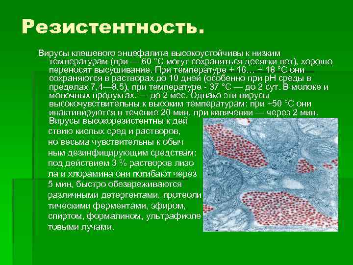 Вирус клещевого энцефалита микробиология презентация