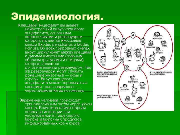 Эпидемиология. Клещевой энцефалит вызывает нейротропный вирус клещевого энцефалита, основными переносчиками и резервуаром которого являются