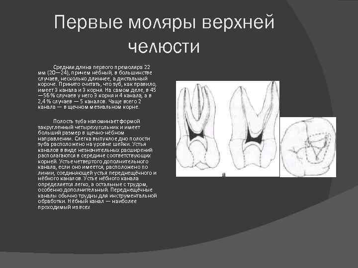 Первые моляры верхней челюсти Средняя длина первого премоляра 22 мм (20— 24), причем нёбный,