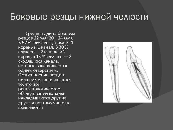 Строение канала зуба. Центральный резец нижней челюсти каналы.