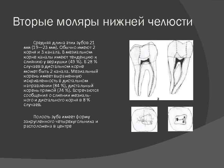 Первый второй моляр нижней челюсти