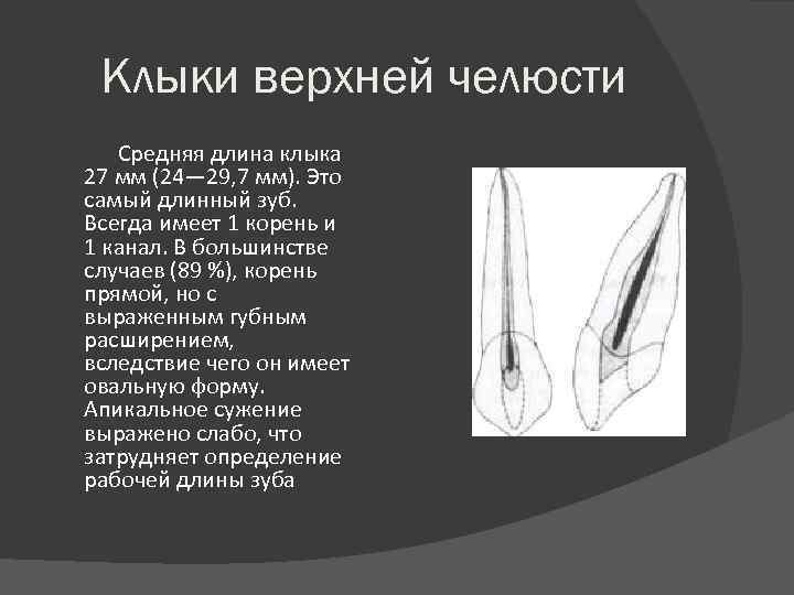 Клыки верхней челюсти Средняя длина клыка 27 мм (24— 29, 7 мм). Это самый