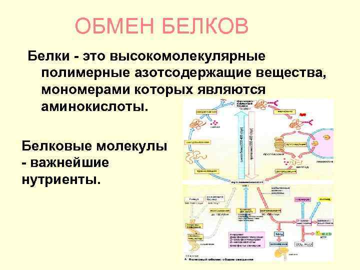 ОБМЕН БЕЛКОВ Белки - это высокомолекулярные полимерные азотсодержащие вещества, мономерами которых являются аминокислоты. Белковые
