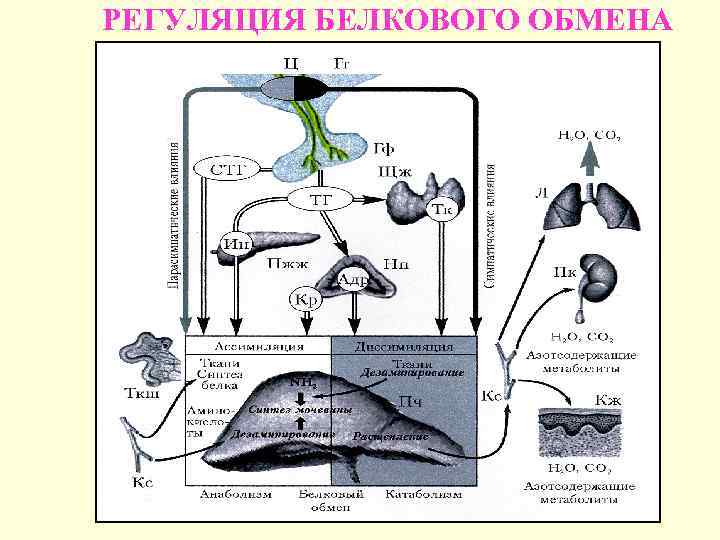 РЕГУЛЯЦИЯ БЕЛКОВОГО ОБМЕНА 