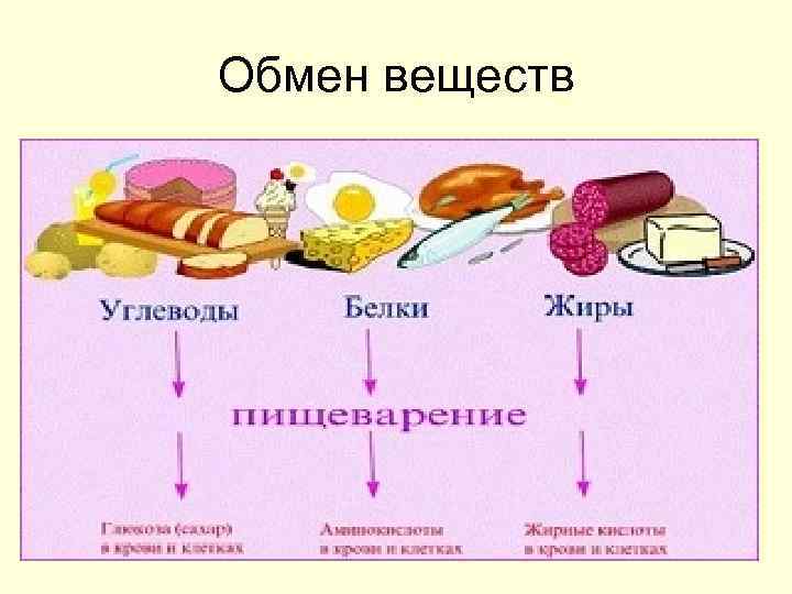Обмен веществ 