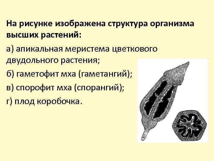 На рисунке изображена структура организма высших растений: а) апикальная меристема цветкового двудольного растения; б)