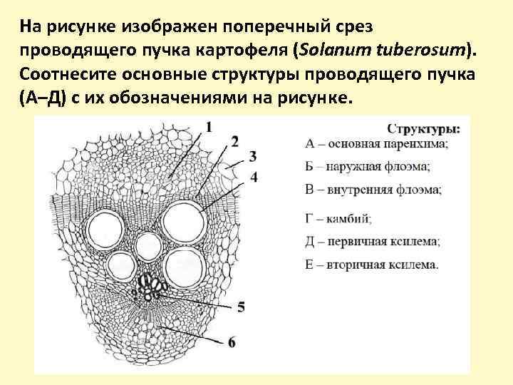 Какая структура изображена на рисунке