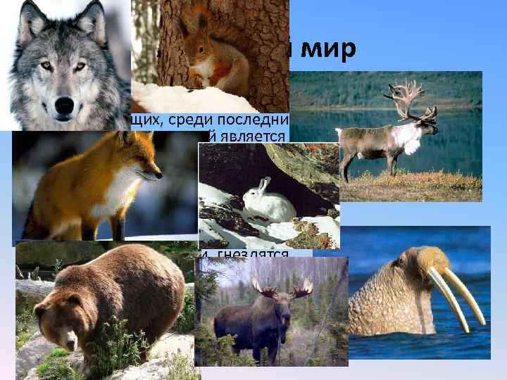 Животный мир • На территории края обитает 342 вида птиц и 89 видов млекопитающих,