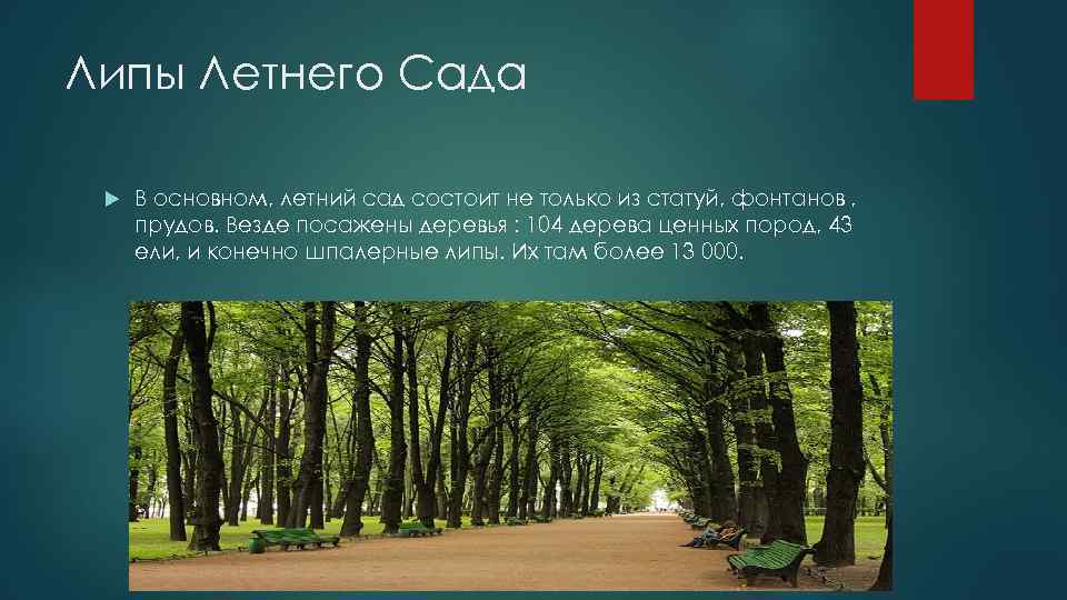Липы Летнего Сада В основном, летний сад состоит не только из статуй, фонтанов ,