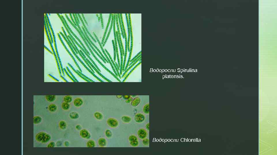 Водоросли Spirulina platensis. Водоросли Chlorella 