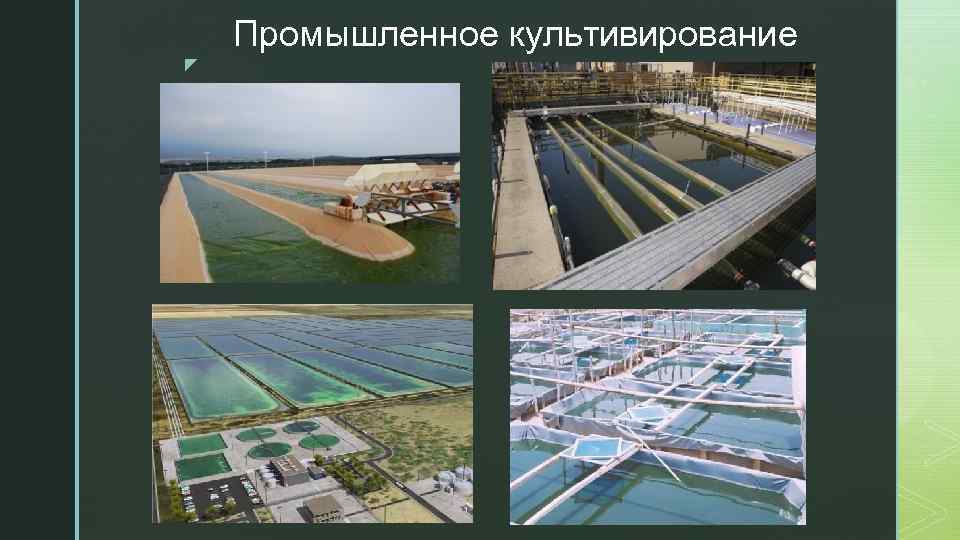 Промышленное культивирование z 