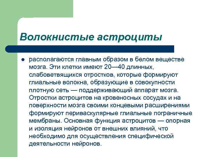 Волокнистые астроциты l располагаются главным образом в белом веществе мозга. Эти клетки имеют 20—