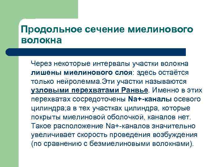 Продольное сечение миелинового волокна Через некоторые интервалы участки волокна лишены миелинового слоя: здесь остаётся