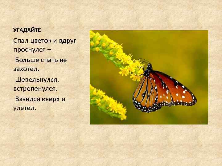 УГАДАЙТЕ Спал цветок и вдруг проснулся – Больше спать не захотел. Шевельнулся, встрепенулся, Взвился