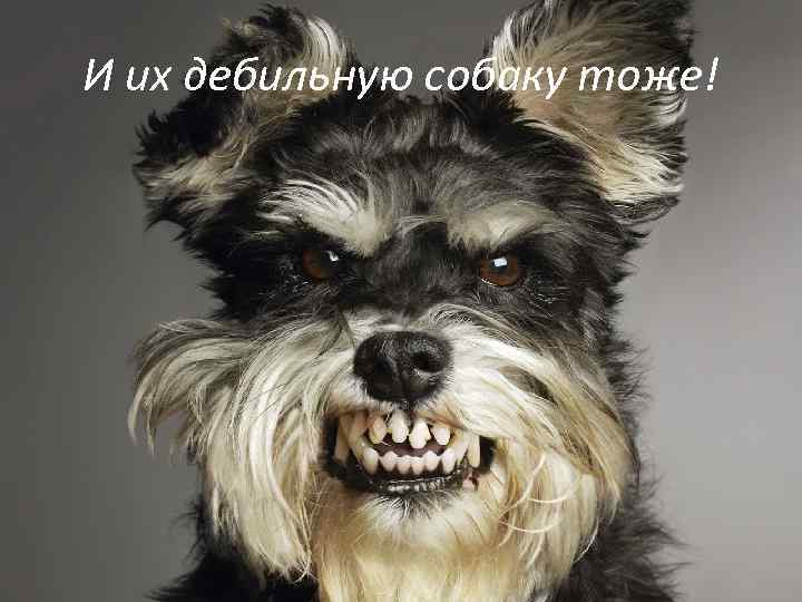 И их дебильную собаку тоже! 