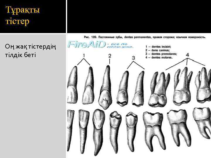 Признаки коронки зуба. Резец клык моляр премоляр. Резцы и клыки анатомия. Зубы верхней челюсти человека.