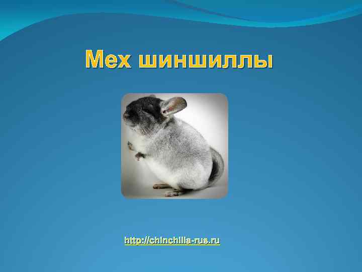 Мех шиншиллы http: //chinchilla-rus. ru 