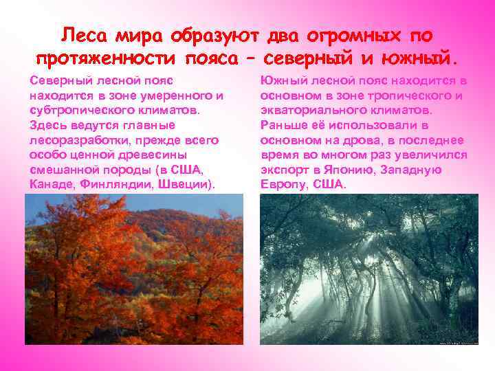 Леса мира образуют два огромных по протяженности пояса – северный и южный. Северный лесной
