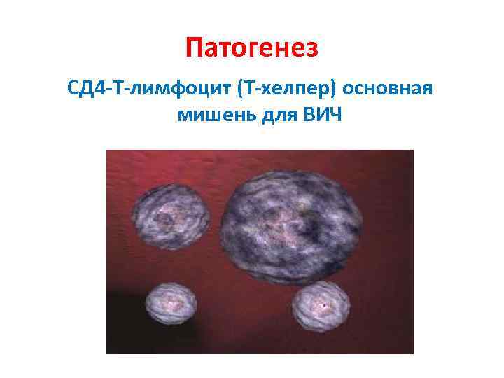 Патогенез СД 4 -Т-лимфоцит (Т-хелпер) основная мишень для ВИЧ 