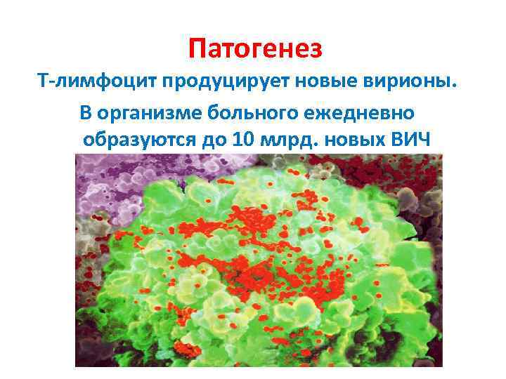 Патогенез Т-лимфоцит продуцирует новые вирионы. В организме больного ежедневно образуются до 10 млрд. новых
