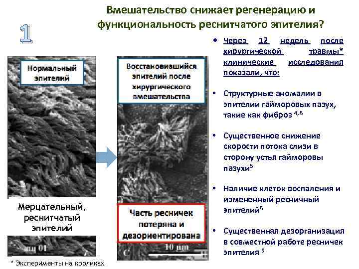 1 Вмешательство снижает регенерацию и функциональность реснитчатого эпителия? Через 12 недель после хирургической травмы*