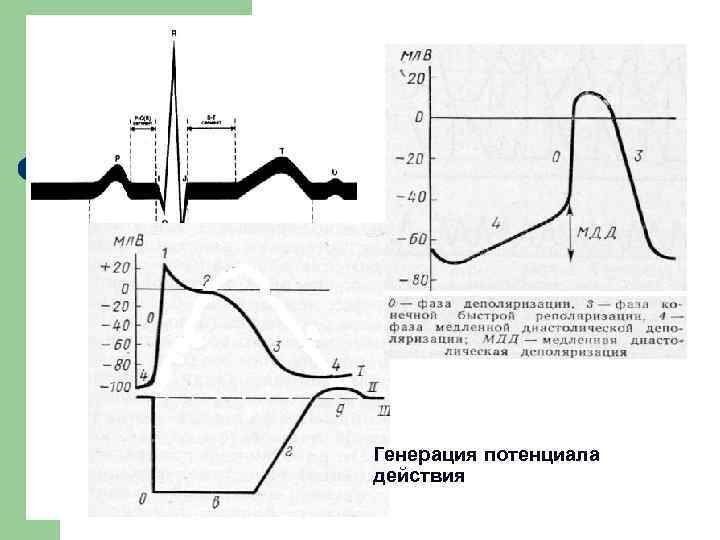 Генерация потенциала действия 