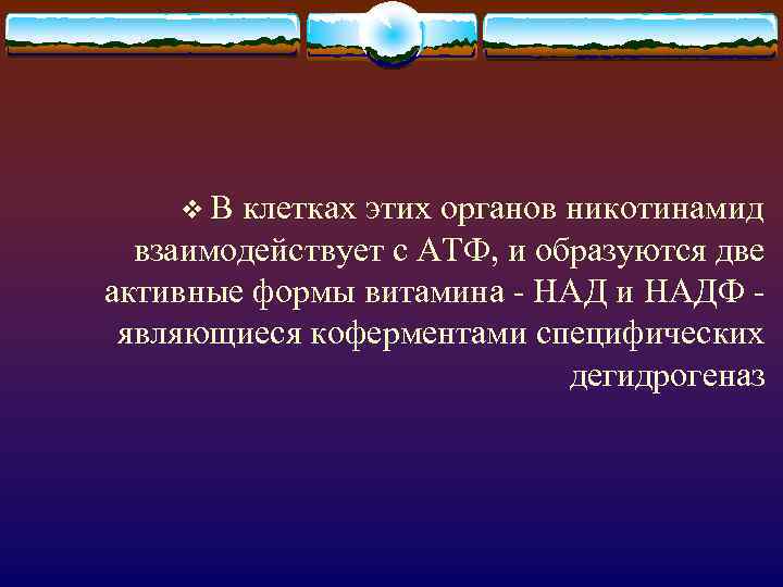 v. В клетках этих органов никотинамид взаимодействует с АТФ, и образуются две активные формы