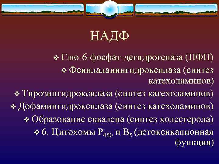 НАДФ v Глю-6 -фосфат-дегидрогеназа (ПФП) v Фенилаланингидроксилаза (синтез катехоламинов) v Тирозингидроксилаза (синтез катехоламинов) v