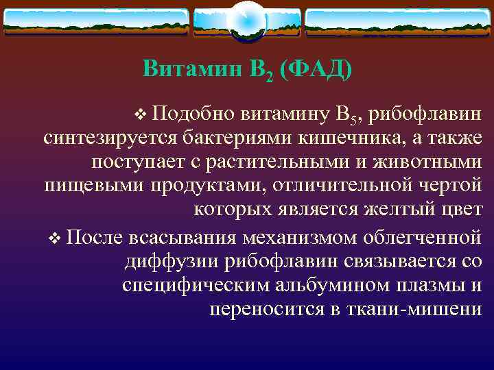 Витамин В 2 (ФАД) v Подобно витамину В 5, рибофлавин синтезируется бактериями кишечника, а