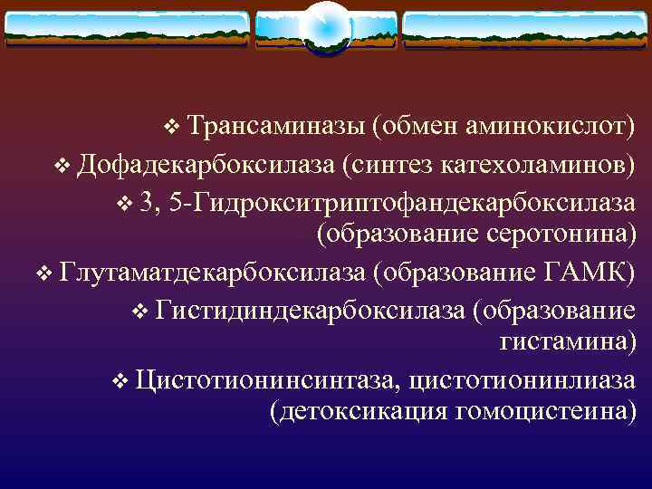 v Трансаминазы (обмен аминокислот) v Дофадекарбоксилаза (синтез катехоламинов) v 3, 5 -Гидрокситриптофандекарбоксилаза (образование серотонина)