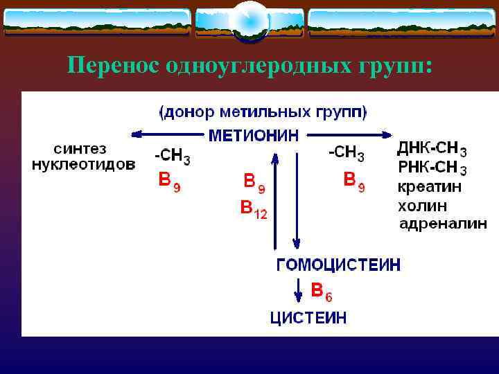 Перенос одноуглеродных групп: 