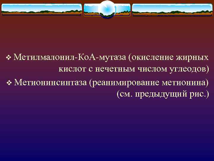 v Метилмалонил-Ко. А-мутаза (окисление жирных кислот с нечетным числом углеодов) v Метионинсинтаза (реанимирование метионина)