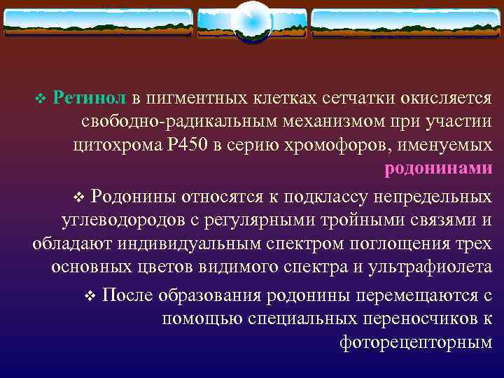 Ретинол в пигментных клетках сетчатки окисляется свободно-радикальным механизмом при участии цитохрома Р 450 в