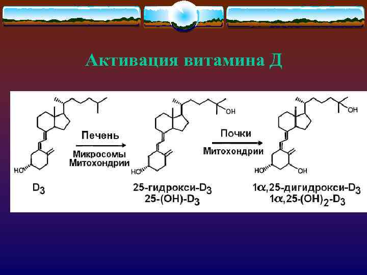 Активация витамина Д 