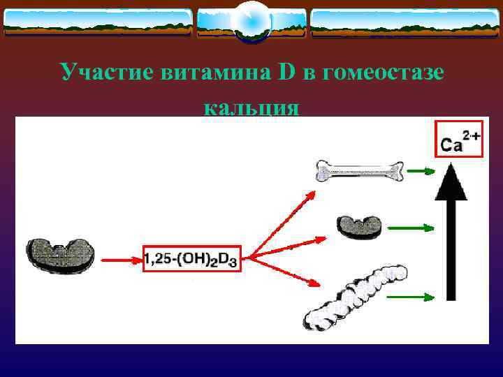 Участие витамина D в гомеостазе кальция 