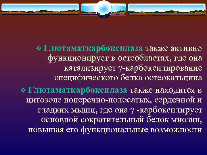 v Глютаматкарбоксилаза также активно функционирует в остеобластах, где она катализирует -карбоксилирование специфического белка остеокальцина